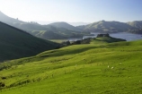 agricultural;agriculture;country;countryside;Dunedin;farm;farming;farmland;farms;field;fields;Hoopers-Inlet;meadow;meadows;N.Z.;New-Zealand;NZ;Otago;Otago-Peninsula;paddock;paddocks;pasture;pastures;rural;S.I.;SI;South-Is.;South-Island