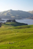 agricultural;agriculture;country;countryside;Dunedin;farm;farming;farmland;farms;field;fields;Hoopers-Inlet;meadow;meadows;N.Z.;New-Zealand;NZ;Otago;Otago-Peninsula;paddock;paddocks;pasture;pastures;rural;S.I.;SI;South-Is.;South-Island
