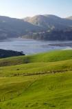 agricultural;agriculture;country;countryside;Dunedin;farm;farming;farmland;farms;field;fields;Hoopers-Inlet;meadow;meadows;N.Z.;New-Zealand;NZ;Otago;Otago-Peninsula;paddock;paddocks;pasture;pastures;rural;S.I.;SI;South-Is.;South-Island