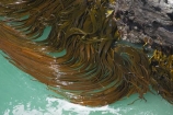 brown-algar;Bull-Kelp;coast;coastal;coastline;coastlines;coasts;Dunedin;kelp-bed;kelpbed;marine;N.Z.;New-Zealand;NZ;ocean;Otago;Otago-Peninsula;Pacific;Phaeophyceae;pneumatocyst;S.I.;salt-water;sea;sea-weed;seaweed;shore;shoreline;shorelines;shores;SI;South-Is.;South-Island;Taiaroa-Head;vegetation;water;weed