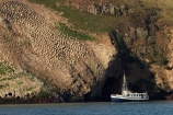 boat;boats;calm;Cormorant-Colony;cruise;cruises;Dunedin;eco-toursim;ecotourism;launch;launches;Monarch;Monarch-Cruise;Monarch-Cruises;Monarch-Tour;Monarch-Tour-Boat;Monarch-Tours;Monarch-Wildlife-Tours;N.Z.;New-Zealand;NZ;Otago;S.I.;Shag-Colony;SI;South-Is.;South-Island;tour-boat;tour-boats;tourism;tourist;tourist-boat;tourist-boats;tourists;water;wildlife-tour