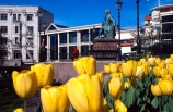 tulips;octagonal;art-gallery;buildings;city-centre;cbd;central;robbie-burns;statue