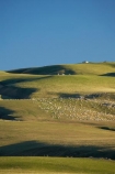 agricultural;agriculture;Animal;Animals;Central-Otago-peneplain;Clarks-Junction;country;countryside;Crowd;Crowded;Crowds;ewes;farm;Farm-animals;farming;farmland;farms;field;fields;flock;flocks;green;herbivore;herbivores;herbivorous;herd;herds;livestock;lush;mammal;mammals;meadow;meadows;mob;mobs;N.Z.;New-Zealand;NZ;Otago-peneplain;Outdoor;Outdoors;Outside;paddock;paddocks;pasture;pastures;rural;S.I.;sheep;SI;South-Is.;South-Island;stock;Strath-Taieri;uiplands;upland