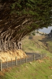 agricultural;agriculture;bend;bends;corner;corners;country;countryside;Cupressus-macrocarpa;curve;curves;driving;Dunedin;farm;farming;farmland;farms;fence;fenceline;fencelines;fences;field;fields;Highcliff-Rd;Highcliff-Rd.;Highcliff-Road;Macrocarpa;Macrocarpas;meadow;meadows;Monterey-Cypress;Monterey-Cypresss;N.Z.;New-Zealand;NZ;Otago;Otago-Peninsula;paddock;paddocks;pasture;pastures;road;road-trip;roads;rural;S.I.;SI;South-Is.;South-Island;tree;trees;trip