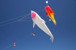 breeze;breezy;color;colorful;colour;colourful;Dunedin;fish-kite;fish-kites;fly;flying;kite;kite-festival;kite-flying;kites;N.Z.;New-Zealand;NZ;Otago;red;S.I.;shark-kite;shark-kites;sharks;SI;skies;sky;South-Is.;South-Island;wind;wind-sock;wind-socks;wind_sock;wind_socks;windsock;windsocks;windy;yellow