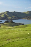 agricultural;agriculture;country;countryside;Dunedin;farm;farming;farmland;farms;fence;fence-line;fence-lines;fence_line;fence_lines;fenceline;fencelines;fences;field;fields;Hoopers-Inlet;meadow;meadows;N.Z.;New-Zealand;NZ;Otago;Otago-Peninsula;paddock;paddocks;pasture;pastures;rural;S.I.;SI;South-Is.;South-Island