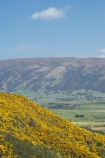 agricultural;agriculture;Bloom;country;countryside;Dunedin;farm;farming;farmland;farms;field;fields;flower;flowers;fresh;gorse;gorse-flower;gorse-flowers;Gorse-in-Flower;grow;growth;Maungatua;meadow;meadows;N.Z.;New-Zealand;NZ;Otago;paddock;paddocks;pasture;pastures;pest;renew;rural;S.I.;season;seasonal;seasons;SI;South-Is.;South-Island;spring;springtime;Taieri-Plain;Taieri-Plains;Ulex-europaeus;weed;weeds;yellow-flower;yellow-flowers