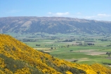 agricultural;agriculture;Bloom;country;countryside;Dunedin;farm;farming;farmland;farms;field;fields;flower;flowers;fresh;gorse;gorse-flower;gorse-flowers;Gorse-in-Flower;grow;growth;Maungatua;meadow;meadows;N.Z.;New-Zealand;NZ;Otago;paddock;paddocks;pasture;pastures;pest;renew;rural;S.I.;season;seasonal;seasons;SI;South-Is.;South-Island;spring;springtime;Taieri-Plain;Taieri-Plains;Ulex-europaeus;weed;weeds;yellow-flower;yellow-flowers