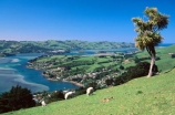 cabbage-tree;cliff;dunedin;farm;farming;field;grazing;harbor;harbours;high;highcliff-road;meadow;meadows;nikau;paddock;paddocks;rural;scenary;scenic;sheep;view