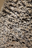 coast;coastal;coastal-erosion;coastline;coastlines;coasts;Dunedin;eroded;erosion;geological;geology;N.Z.;New-Zealand;NZ;Otago;rock;rock-formation;rock-formations;rocks;S.I.;sandstone;SI;South-Is;South-Is.;South-Island;stone;Tunnel-Beach