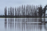 Allanton;bad-weather;calm;deluge;Dunedin;flood;flood-water;flood-waters;flooding;floods;floodwater;floodwaters;high-water;inundate;N.Z.;New-Zealand;NZ;on-flood;Otago;placid;poplar;poplar-tree;poplar-trees;poplars;quiet;reflection;reflections;river;rivers;S.I.;serene;SI;smooth;South-Is.;South-Island;still;swollen-river;Taieri;Taieri-Plains;Taieri-River;tranquil;tree;trees;water;weather;wet