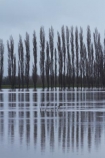 Allanton;bad-weather;calm;deluge;Dunedin;flood;flood-water;flood-waters;flooding;floods;floodwater;floodwaters;high-water;inundate;N.Z.;New-Zealand;NZ;on-flood;Otago;placid;poplar;poplar-tree;poplar-trees;poplars;quiet;reflection;reflections;river;rivers;S.I.;serene;SI;smooth;South-Is.;South-Island;still;swollen-river;Taieri;Taieri-Plains;Taieri-River;tranquil;tree;trees;water;weather;wet