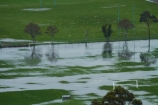 bad-weather;deluge;Dunedin;flood;flood-water;flood-waters;flooding;floods;floodwater;floodwaters;grass;high-water;inundate;N.Z.;New-Zealand;NZ;Otago;park;parks;S.I.;SI;South-Is.;South-Island;sports-field;sports-fields;sports-ground;sports-grounds;Taieri;Tonga-Park;water;weather;wet
