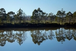 calm;Dunedin;eucalypt;eucalypt-tree;eucalypt-trees;eucalyptis;eucalypts;eucalyptus;eucalyptus-tree;eucalyptus-trees;gum;gum-tree;gum-trees;gums;Henley;N.Z.;New-Zealand;NZ;Otago;placid;quiet;reflected;reflection;reflections;river;rivers;S.I.;serene;SI;smooth;South-Is;South-Island;still;Taieri-Plain;Taieri-Plains;Taieri-River;tranquil;tree;trees;water