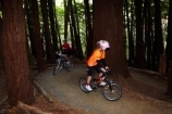 bicycle;bicycles;bike;bike-track;bike-tracks;bike-trail;bike-trails;bikes;child;children;cycle;cycle-track;cycle-tracks;cycle-trail;cycle-trails;cycler;cyclers;cycles;cycleway;cycleways;cyclist;cyclists;Dunedin;excercise;excercising;girl;girls;mountain-bike;mountain-biker;mountain-bikers;mountain-bikes;mtn-bike;mtn-biker;mtn-bikers;mtn-bikes;N.Z.;New-Zealand;NZ;Otago;people;person;push-bike;push-bikes;push_bike;push_bikes;pushbike;pushbikes;redwood-tree;redwood-trees;Redwoods-mountain-bike-track;S.I.;SI;South-Is;South-Is.;South-Island;Sth-Is;tree-trunk;tree-trunks;Waikari-Creek