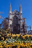 cathedral;church;Octagon;Dunedin;St-Pauls;St-Paul;St-Pauls;historic;building;clear-sky;sky;blue;yellow;tulip;tulips;flower;flowers;flowerbed;garden;spring;sun;sunny;bright;pray;prayer;wedding;stone;grey