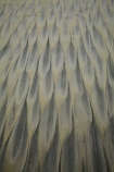 beach;beaches;coast;coastal;coastline;coastlines;coasts;Dunedin;N.Z.;New-Zealand;Otago;Otago-Peninsula;pattern;patterns;S.I.;sand;sand-pattern;sand-patterns;Sandfly-Bay;sandy;shore;shoreline;shorelines;shores;SI;South-Is;South-Island;Sth-Is;tidal-pattern;tidal-patterns