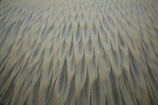beach;beaches;coast;coastal;coastline;coastlines;coasts;Dunedin;N.Z.;New-Zealand;Otago;Otago-Peninsula;pattern;patterns;S.I.;sand;sand-pattern;sand-patterns;Sandfly-Bay;sandy;shore;shoreline;shorelines;shores;SI;South-Is;South-Island;Sth-Is;tidal-pattern;tidal-patterns