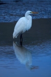 Animal;animals;Aquatic-bird;Aquatic-birds;avian;bird;bird-spotting;bird-watching;bird_watching;birds;calm;Dunedin;eco-tourism;eco_tourism;ecotourism;Egretta-alba;endangered;estuaries;estuary;fauna;feather;feathers;heron;herons;Hoopers-Inlet;inlet;inlets;Kotuku;lagoon;lagoons;N.Z.;native;natives;Natural;Nature;New-Zealand;NZ;Ornithology;Otago;Otago-Peninsula;placid;quiet;rare;reflected;reflection;reflections;S.I.;serene;SI;smooth;South-Is;South-Is.;South-Island;Sth-Is;still;threatened;tidal;tide;tranquil;Wading-bird;Wading-birds;water;white;White-Heron;wild;wildlife