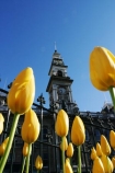 Octagon;Dunedin;clocktower;clock-tower;tower;towering;municipal;chambers;Municipal-Chambers;DCC;Dunedin-City-Council;council;historic;building;clear-sky;sky;blue;yellow;tulip;tulips;flower;flowers;flowerbed;spring;sunny;bright