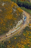 Bloom;carriage;carriages;common-gorse;country;countryside;Dunedin;excursion;furze;gorse;gorse-flower;gorse-flowers;Gorse-in-Flower;heritage;Hindon;invasive-plant-species;N.Z.;New-Zealand;noxious-plant;noxious-plants;noxious-weed;noxious-weeds;NZ;old;Otago;Passenger-Train;Passenger-Trains;rail;railroad;railroads;rails;railway;railways;rural;S.I.;season;seasonal;seasons;SI;South-Is;South-Is.;South-Island;spring;springtime;Sth-Is;Taieri;Taieri-Gorge;Taieri-Gorge-Excursion-Train;Taieri-Gorge-Train;tourism;train;trains;transport;transportation;travel;Ulex-europaeus;weed;weeds;whin;yellow;yellow-flower;yellow-flowers