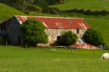 abandon;abandoned;agricultural;agriculture;animal;animals;barn;barns;Brighton;building;buildings;character;corrugated-iron;corrugated-metal;corrugated-steel;country;countryside;derelict;derelict-building;dereliction;deserted;desolate;desolation;destruction;domestic-stock;Dunedin;ewes;farm;farm-animals;Farm-Building;Farm-Buildings;Farm-Shed;Farm-Sheds;farming;farmland;farms;field;fields;herbivore;herbivores;herbivorous;heritage;historic;historic-building;historic-buildings;Historic-Ruins;historical;historical-building;historical-buildings;history;Kuri-Bush;livestock;lush;mammal;mammals;meadow;meadows;N.Z.;neglect;neglected;New-Zealand;NZ;old;old-fashioned;old_fashioned;Otago;outdoor;outdoors;outside;paddock;paddocks;pasture;pastures;roofing-iron;roofing-metal;ruin;ruins;run-down;rural;rustic;S.I.;Shearing-Shed;Shearing-Sheds;sheep;Sheep-Shed;Sheep-Sheds;SI;South-Is;South-Island;Sth-Is;stock;stone;stone-barn;stone-barns;stone-building;stone-buildings;stone-shed;Taieri-Mouth;tradition;traditional;vintage;white;Wool-Shed;Wool-Sheds;woolshed;woolsheds;zincalume