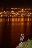 Animal;animals;avian;bird;bird-spotting;bird-watching;bird_watching;birds;calm;cormorant;dark;dusk;eco-tourism;eco_tourism;ecotourism;evening;Fauna;light;lighting;lights;N.Z.;Natural;Nature;New-Zealand;night;night-time;night_time;NZ;Ornithology;Otago;placid;quiet;reflected;reflection;reflections;S.I.;serene;Shag;SI;smooth;South-Is;South-Island;Sth-Is;still;tranquil;twilight;water;wild;wildlife