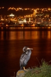 Animal;animals;avian;bird;bird-spotting;bird-watching;bird_watching;birds;calm;cormorant;dark;dusk;eco-tourism;eco_tourism;ecotourism;evening;Fauna;light;lighting;lights;N.Z.;Natural;Nature;New-Zealand;night;night-time;night_time;NZ;Ornithology;Otago;placid;quiet;reflected;reflection;reflections;S.I.;serene;Shag;SI;smooth;South-Is;South-Island;Sth-Is;still;tranquil;twilight;water;wild;wildlife