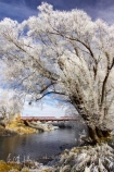 beautiful;bridge;bridges;calm;calmness;clean;clear;cold;Coldness;Color;Colour;Daytime;Exterior;freeze;freezing;freezing-fog;frost;Frosted;frosty;grass;grasses;heritage;high-country;historic;Historic-Suspension-Bridge;historical;history;hoar-frost;Hoarfrost;ice;ice-crystals;icy;idyllic;Landscape;Landscapes;natural;Nature;new-zealand;old;Otago;Outdoor;Outdoors;Outside;peaceful;Peacefulness;phenomena;phenomenon;pure;Quiet;Quietness;rime;river;river-bank;riverbank;rivers;rustic;Scenic;Scenics;Season;Seasons;silence;south-island;spectacular;stone;strath-taieri;stunning;suspension-bridges;sutton;taieri-River;tranquil;tranquility;tree;trees;view;water;weather;White;willow;willows;winter;Wintertime;wintery;wintry
