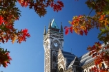 autuminal;autumn;autumn-colour;autumn-colours;autumnal;building;buildings;clock-tower;clock_tower;color;colors;colour;colours;deciduous;Dunedin;fall;heritage;historic;historic-building;historic-buildings;historical;historical-building;historical-buildings;history;leaf;leaves;N.Z.;New-Zealand;NZ;oak-leaf;oak-leaves;oak-tree;oak-trees;oaks;old;Otago-University;pin-oak;pin-oaks;registry-building;S.I.;season;seasonal;seasons;SI;South-Is.;South-Island;tradition;traditional;tree;trees;University-of-Otago