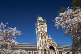 bloom;blooming;blooms;blossom;blossoming;blossoms;building;buildings;Clock-Tower;Clock-Towers;college;colleges;Dunedin;education;fresh;grow;growth;heritage;historic;historic-building;historic-buildings;historical;historical-building;historical-buildings;Historical-Registry-Building;history;N.Z.;New-Zealand;NZ;old;Otago;Otago-University;Registry-Building;renew;S.I.;season;seasonal;seasons;SI;South-Is.;South-Island;spring;springtime;tertiary-education;tradition;traditional;universities;University-of-Otago