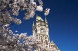 bloom;blooming;blooms;blossom;blossoming;blossoms;building;buildings;Clock-Tower;Clock-Towers;college;colleges;Dunedin;education;fresh;grow;growth;heritage;historic;historic-building;historic-buildings;historical;historical-building;historical-buildings;Historical-Registry-Building;history;N.Z.;New-Zealand;NZ;old;Otago;Otago-University;Registry-Building;renew;S.I.;season;seasonal;seasons;SI;South-Is.;South-Island;spring;springtime;tertiary-education;tradition;traditional;universities;University-of-Otago