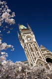bloom;blooming;blooms;blossom;blossoming;blossoms;building;buildings;Clock-Tower;Clock-Towers;college;colleges;Dunedin;education;fresh;grow;growth;heritage;historic;historic-building;historic-buildings;historical;historical-building;historical-buildings;Historical-Registry-Building;history;N.Z.;New-Zealand;NZ;old;Otago;Otago-University;Registry-Building;renew;S.I.;season;seasonal;seasons;SI;South-Is.;South-Island;spring;springtime;tertiary-education;tradition;traditional;universities;University-of-Otago