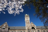 bloom;blooming;blooms;blossom;blossoming;blossoms;building;buildings;Clock-Tower;Clock-Towers;college;colleges;Dunedin;education;fresh;grow;growth;heritage;historic;historic-building;historic-buildings;historical;historical-building;historical-buildings;Historical-Registry-Building;history;N.Z.;New-Zealand;NZ;old;Otago;Otago-University;Registry-Building;renew;S.I.;season;seasonal;seasons;SI;South-Is.;South-Island;spring;springtime;tertiary-education;tradition;traditional;universities;University-of-Otago