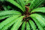 bush;fern;forest;frond;fronds;green;icon;icons;native;nature;new-zealand;radiate;symbol;symbols