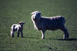 baby;cute;farm;farming;field;fields;fluffy;generation;generations;genetic;genetics;grass;green;lambs;meadow;meadows;mother;new;paddock;paddocks;pastoral;pasture;pastures;spring;white;wool;woolly;wooly;young