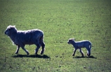 baby;cute;farm;farming;field;fields;fluffy;generation;generations;genetic;genetics;grass;green;lambs;meadow;meadows;mother;new;paddock;paddocks;pastoral;pasture;pastures;spring;white;wool;woolly;wooly;young