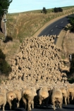 agriculture;Animal;Animals;Countryside;Crowd;Crowded;Crowds;Daytime;drove;droving;farm;Farm-animals;farming;farms;flock;flocks;Herbivore;Herbivores;Herbivorous;herd;herds;Livestock;Mammal;Mammals;Mass;mob;muster;mustering;Outdoor;Outdoors;Outside;Rural;Sheep;wool;woolly;wooly