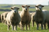 agriculture;Animal;Animals;Countryside;Daytime;farm;Farm-animals;farming;farms;field;fields;flock;flocks;grassy;Herbivore;Herbivores;Herbivorous;herd;herds;Livestock;Mammal;Mammals;Mass;meadow;meadows;Outdoor;Outdoors;Outside;paddock;paddocks;pasture;pastures;Rural;Sheep;wool;woolly;wooly