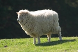 agricultural;agriculture;Animal;Animals;country;countryside;Daytime;farm;Farm-animals;farming;farmland;farms;field;fields;grassy;Herbivore;Herbivores;Herbivorous;lamb;Livestock;Mammal;Mammals;meadow;meadows;Outdoor;Outdoors;Outside;paddock;paddocks;pasture;pastures;rural;Sheep;wool;woolly;wooly