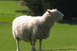 agricultural;agriculture;Animal;Animals;country;countryside;Daytime;farm;Farm-animals;farming;farmland;farms;field;fields;grassy;Herbivore;Herbivores;Herbivorous;lamb;Livestock;Mammal;Mammals;meadow;meadows;Outdoor;Outdoors;Outside;paddock;paddocks;pasture;pastures;rural;Sheep;wool;woolly;wooly