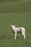 agricultural;agriculture;Animal;Animals;baby-sheep;country;countryside;Dunedin;ewes;farm;Farm-animals;farming;farmland;farms;field;fields;fresh;grass;green;grow;growth;herbivore;herbivores;herbivorous;lamb;lambs;livestock;mammal;mammals;meadow;meadows;N.Z.;New-Zealand;NZ;Otago;Outdoor;Outdoors;Outside;paddock;paddocks;pasture;pastures;renew;rural;S.I.;season;seasonal;seasons;Sheep;SI;South-Is.;South-Island;spring;springtime;stock;white;wool;woolly;wooly