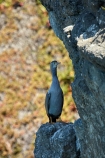 Animal;animals;avian;bird;bird-spotting;bird-watching;bird_watching;birds;cormorant;cormorants;Dunedin;eco-tourism;eco_tourism;ecotourism;Fauna;N.Z.;Natural;Nature;New-Zealand;NZ;Ornithology;S.I.;shag;shags;SI;South-Island;Spotted-shag;Stictocarbo-punctatus;Taiaroa-Head;wild;wildlife