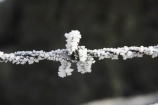 barb-wire;barbed-wire;beautiful;calm;calmness;clean;clear;cold;Coldness;Color;Colour;Daytime;Exterior;fence;fences;freeze;freezes;freezing;freezing-fog;frost;Frosted;frosty;frozen;high-country;hoar;hoar-frost;Hoarfrost;ice;ice-crystals;icy;idyllic;Landscape;Landscapes;natural;Nature;new-zealand;Otago;Outdoor;Outdoors;Outside;peaceful;Peacefulness;phenomena;phenomenon;pure;Quiet;Quietness;rime;Scenic;Scenics;Season;seasonal;Seasons;silence;South-Island;spectacular;stunning;sutton;tranquil;tranquility;view;water;weather;White;winter;Wintertime;wintery;wintry;wire;wires