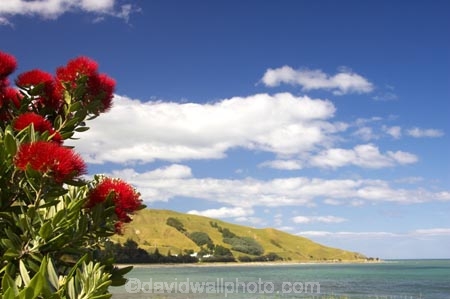 beach;beaches;coast;coastal;coastline;Eastland;Gisborne;new-zealand;north-is.;north-island;ocean;oceans;Pohutukawa-Flowers;sand;sandy;sea;shore;shoreline;Tatapouri