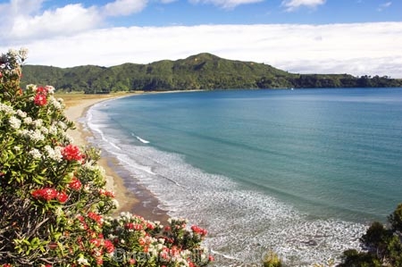 bay;bays;beach;beaches;coast;coastal;coastline;east-cape;east-coast;Eastland;flower;flowers;hicks-bay;Hicks-Bay;new-zealand;north-is.;north-island;ocean;oceans;Onepoto-Bay;pohutukawa;pohutukawa-flower;pohutukawa-flowers;pohutukawa-tree;pohutukawa-trees;pohutukawas;sand;sandy;sea;shore;shoreline;surf;tree;trees;wave;waves