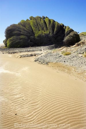 beach;beaches;coast;coastal;coastline;Eastland;new-zealand;north-is.;north-island;plant;ripple;ripples;sand;sandy;Te-Araroa;tree;trees;unusual;weather;wind;wind-blown;wind-sculpted;wind-shaped;wind_blown;windblown;windy