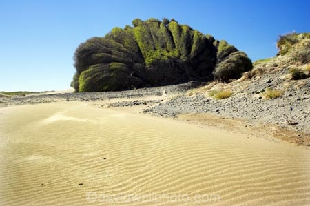 beach;beaches;coast;coastal;coastline;Eastland;new-zealand;north-is.;north-island;plant;ripple;ripples;sand;sandy;Te-Araroa;tree;trees;unusual;weather;wind;wind-blown;wind-sculpted;wind-shaped;wind_blown;windblown;windy
