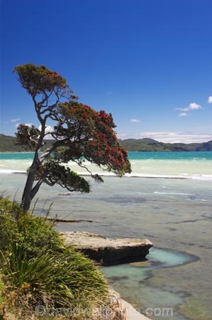 beach;beaches;coast;coastal;coastline;east-cape;east-coast;Eastland;new-zealand;north-is.;north-island;ocean;oceans;pohutukawa;pohutukawa-flower;pohutukawa-flowers;pohutukawa-tree;pohutukawa-trees;pohutukawas;sea;shore;shoreline;surf;Te-Araroa;tree;trees;wave;waves