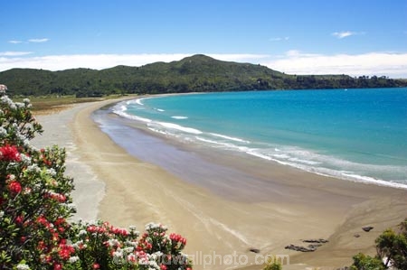 bay;bays;beach;beaches;coast;coastal;coastline;east-cape;east-coast;Eastland;flower;flowers;hicks-bay;Hicks-Bay;new-zealand;north-is.;north-island;ocean;oceans;Onepoto-Bay;pohutukawa;pohutukawa-flower;pohutukawa-flowers;pohutukawa-tree;pohutukawa-trees;pohutukawas;sand;sandy;sea;shore;shoreline;surf;tree;trees;wave;waves